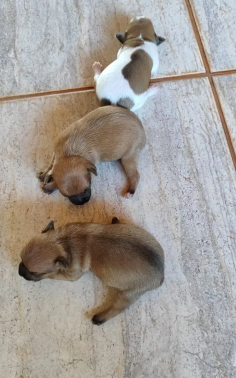 Pinscher miniatura 00 - Foto 2