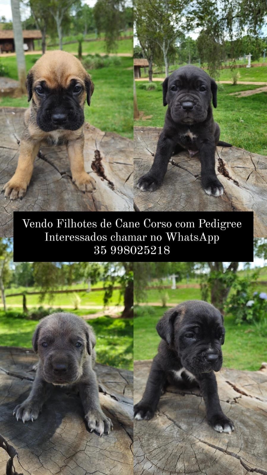 Filhotes de Cane Corso! - Foto 2