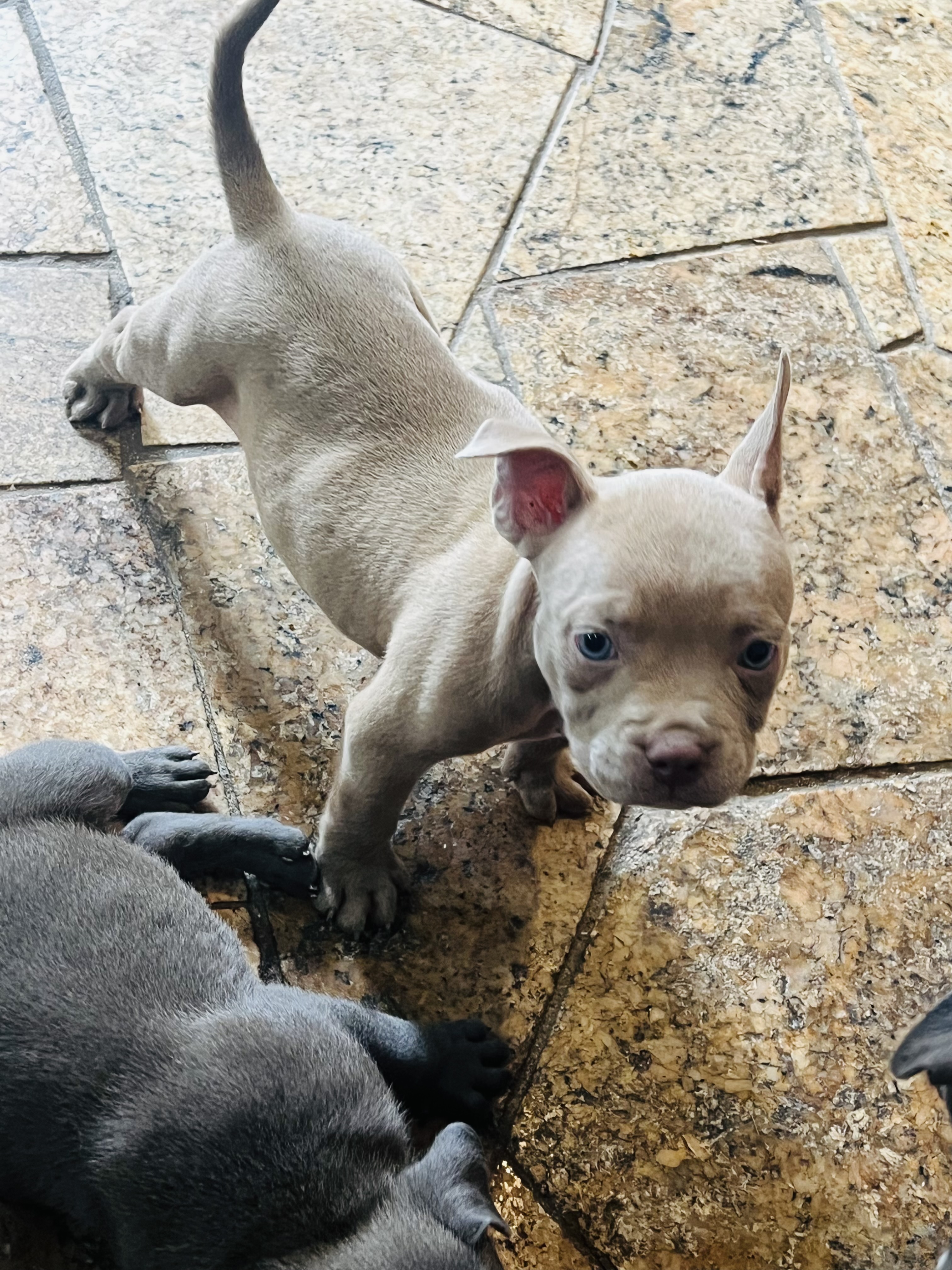American bully  pedigree ibc - Foto 4
