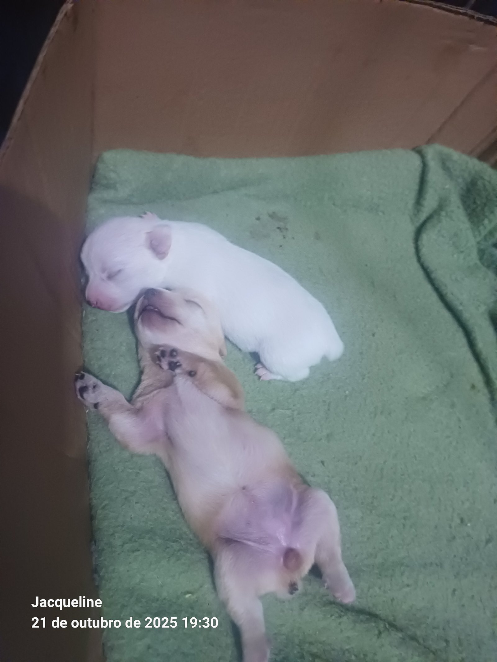 Vendo pincher  - Foto 3