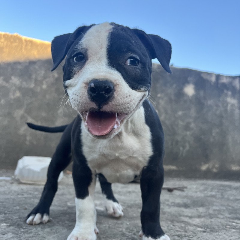 Lindas fêmeas de American bully - Foto 4