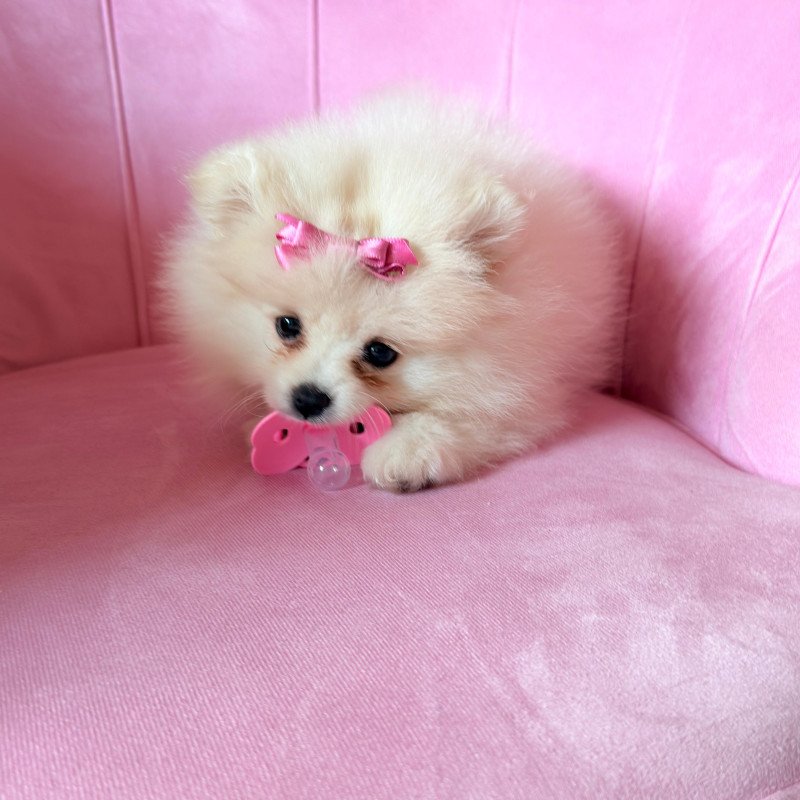 Lulu da pomerania (spitz alemão fêmea) - Foto 1