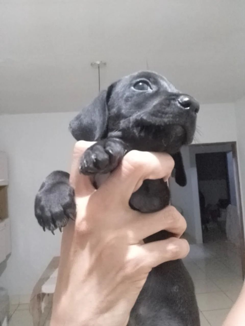 Filhote macho de Dachshund (salsichinha) - Foto 1