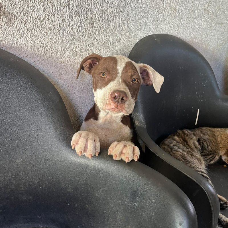 Filhotes de pit bull - Foto 5