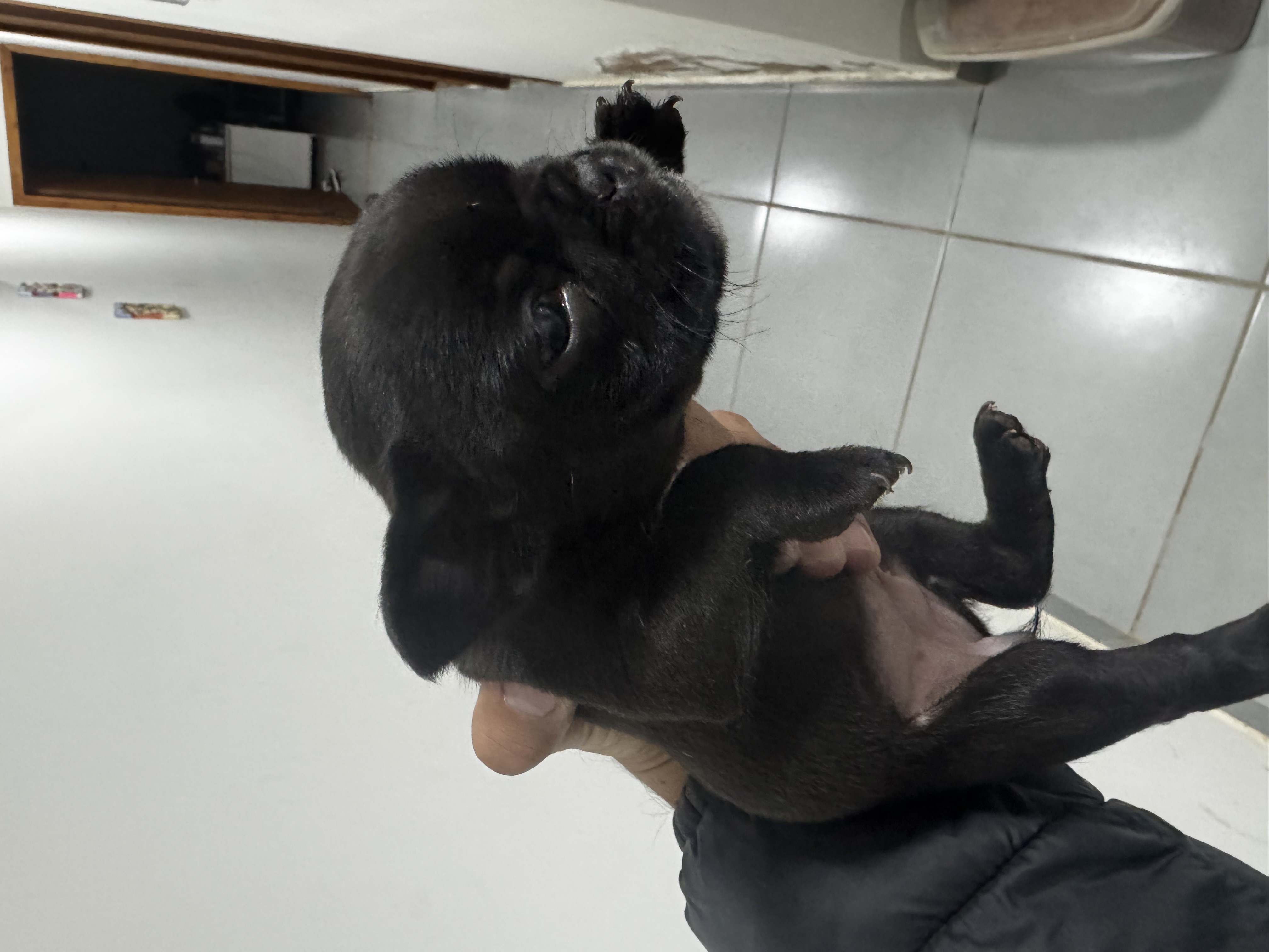Buldogue Francês - Foto 1