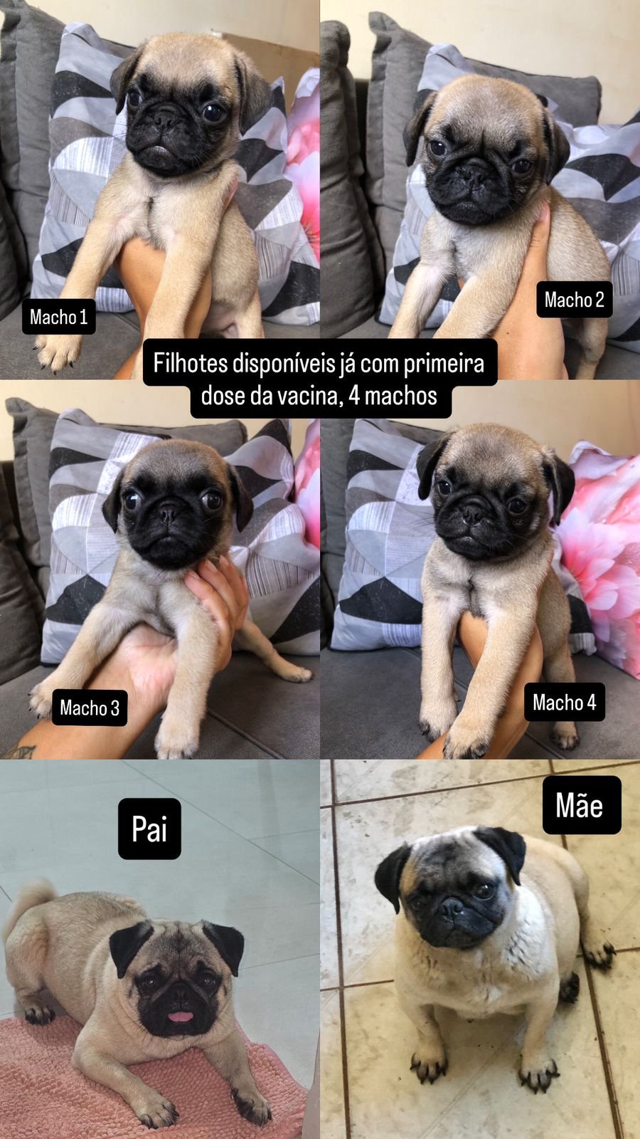 Filhotes de Pug - Foto 1