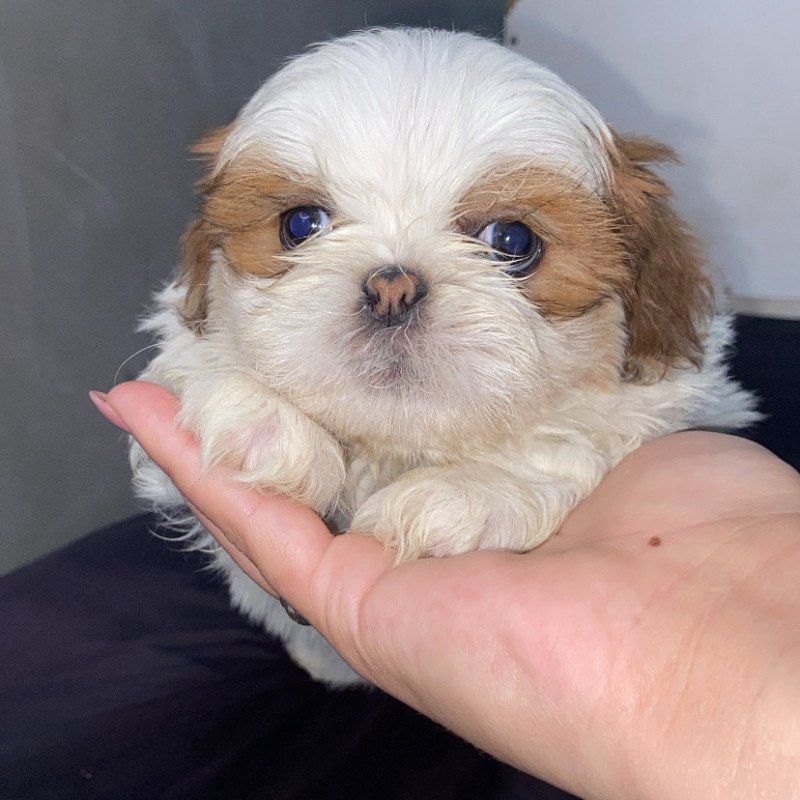 Filho de shih tzu - Foto 2