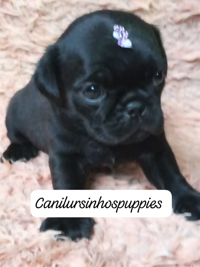 Pug - Foto 3