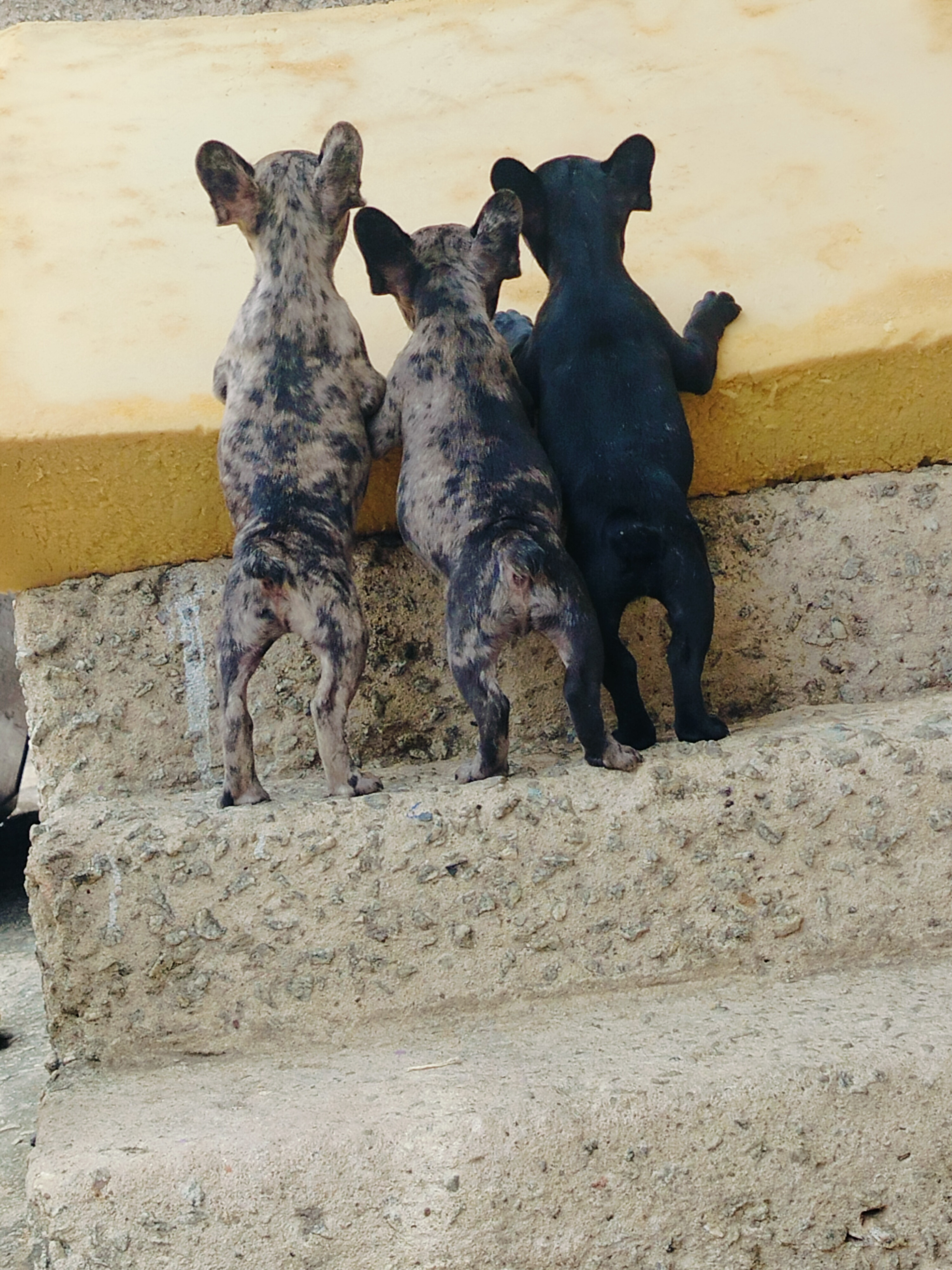 Buldogue francês - Foto 2