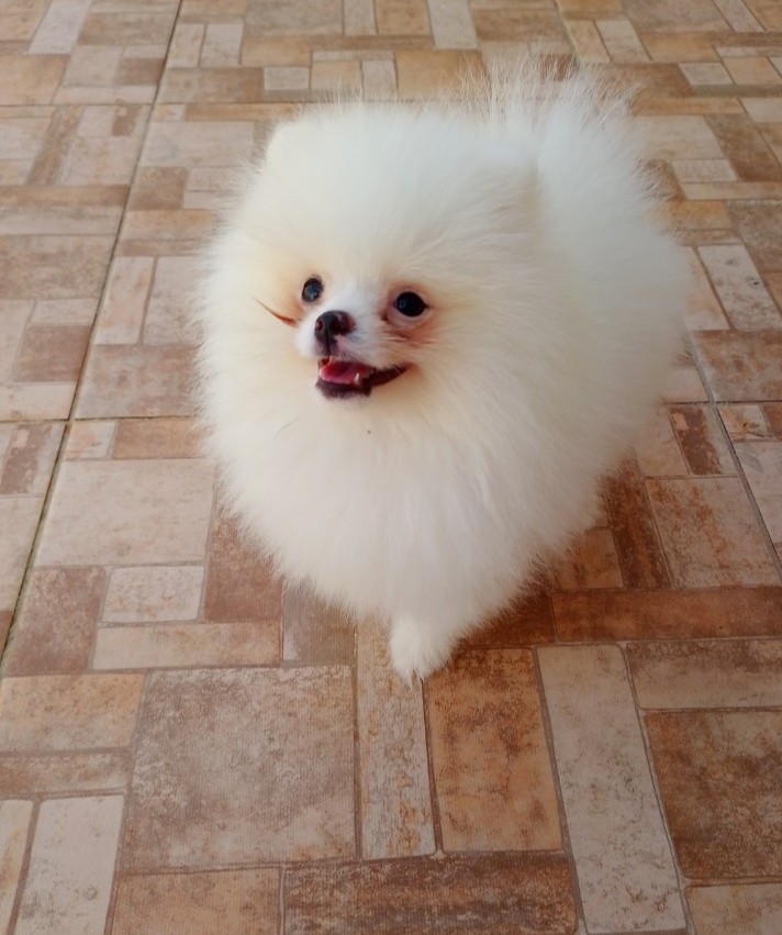 Spitz Alemão Anão, Lulu da Pomerânia  - Foto 1