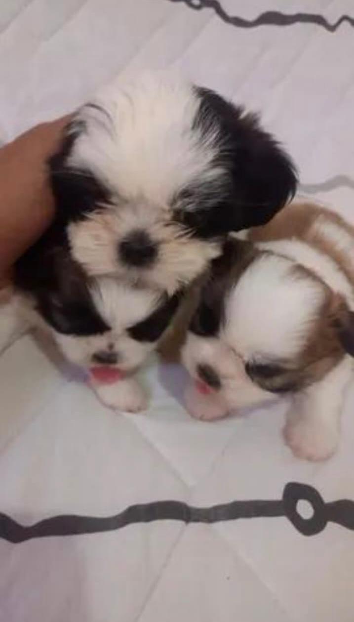 Shih Tzu - Foto 2