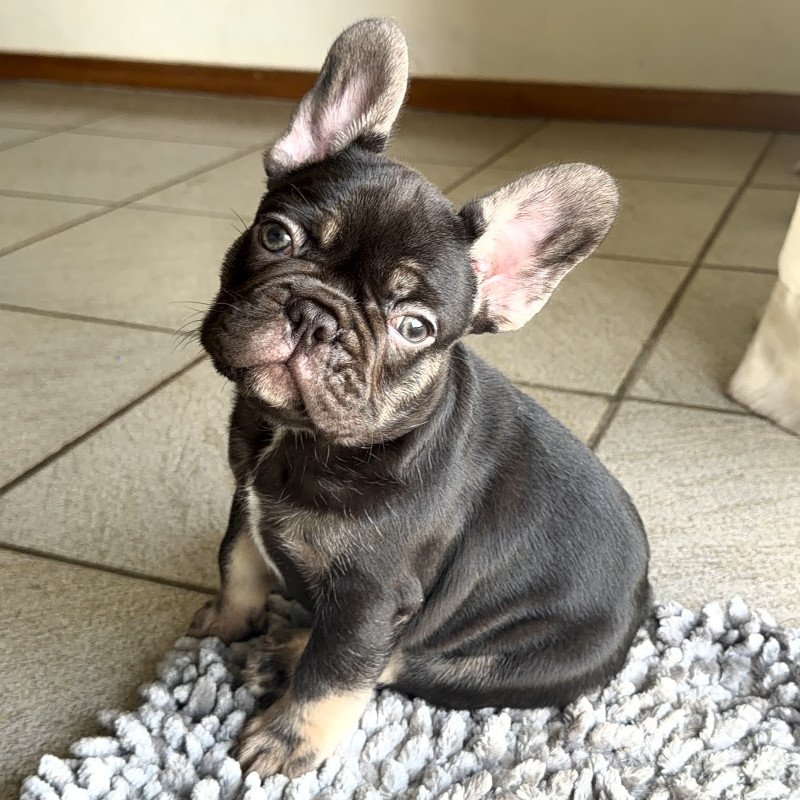 Filhote macho buldogue - Foto 1