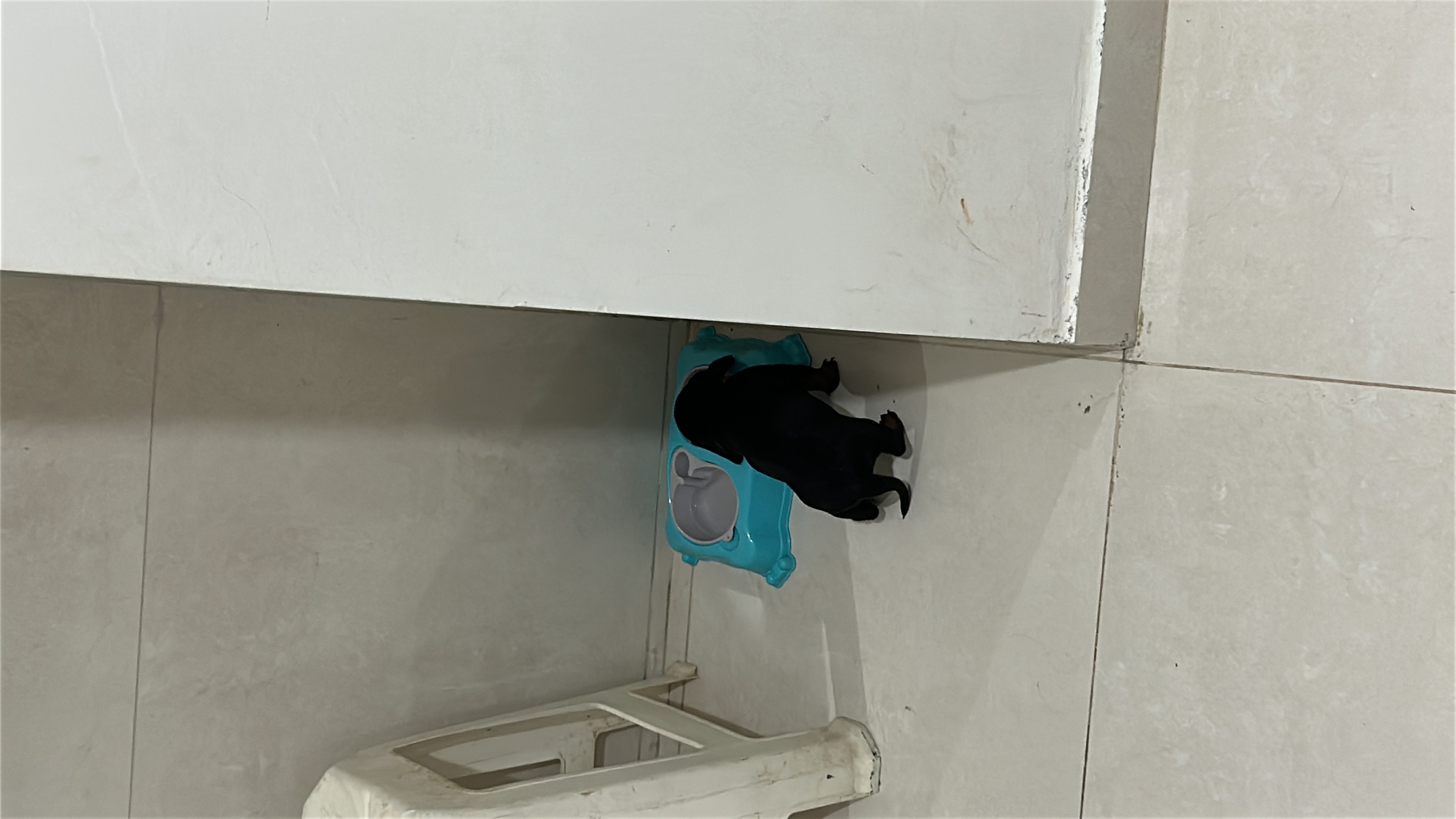 Vendo filhote de Dashshund - Foto 4
