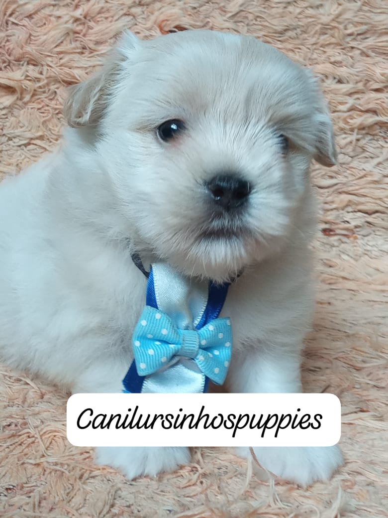 Lhasa Apso - Foto 1