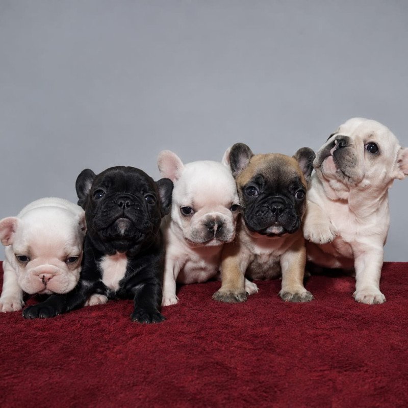Lindos filhotes de Buldogue Francês - Foto 1