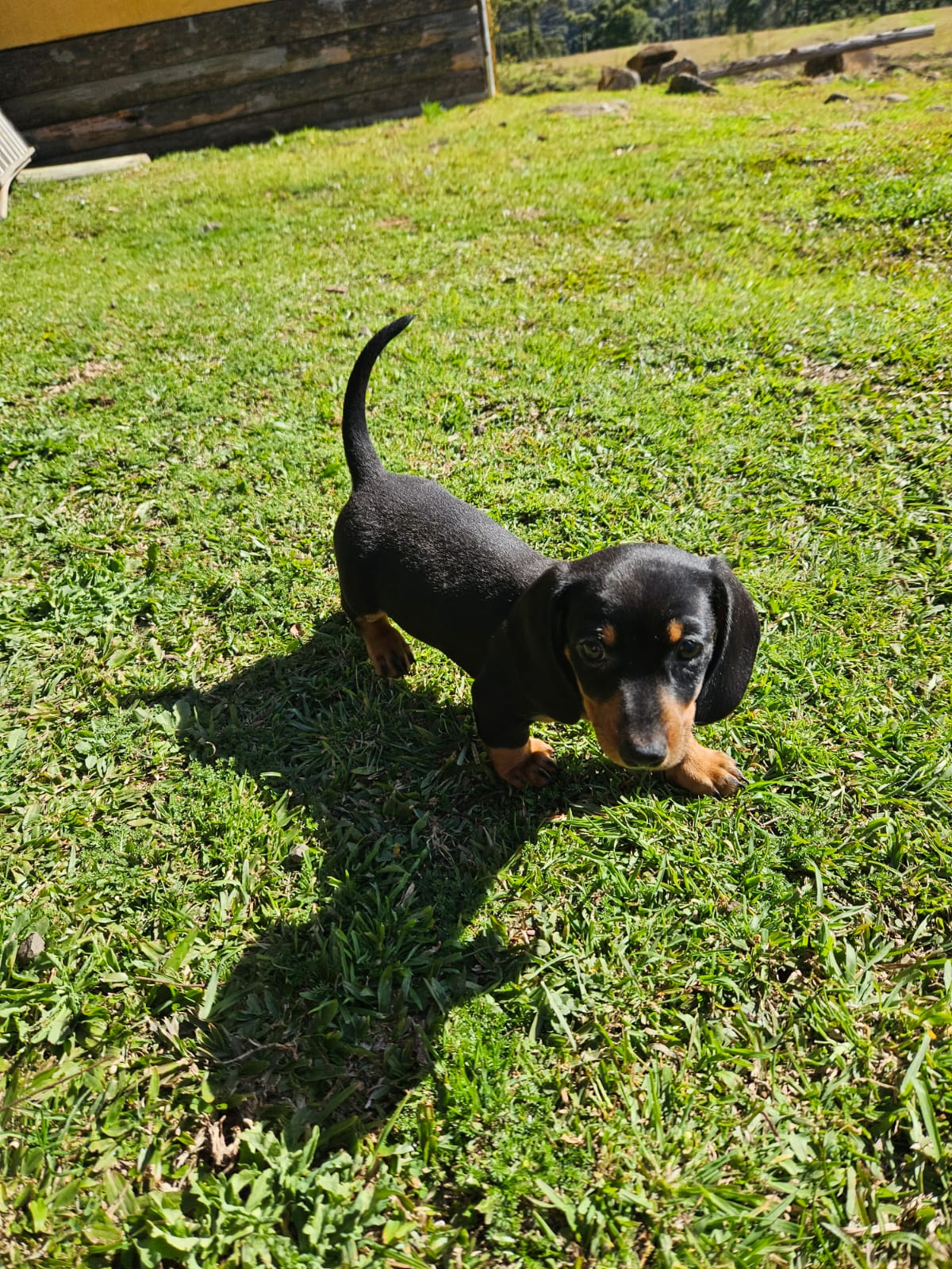 Basset Hound - Foto 1