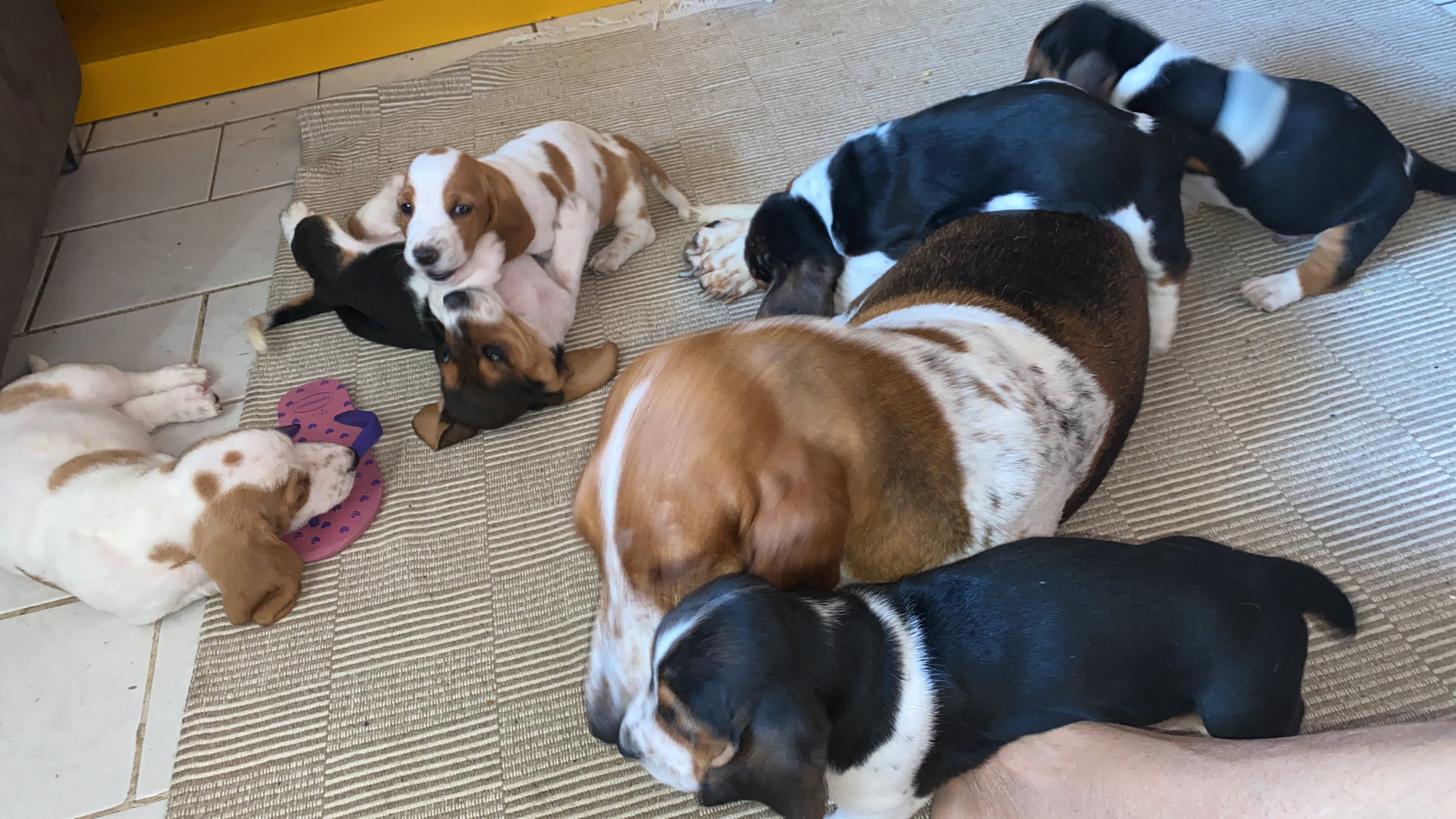 Filhotes de Basset hound com pedigree  - Foto 4
