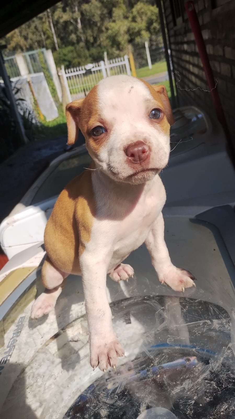 PRA IR RÁPIDO Lindos Filhotes Pit Monster desverminados já - Foto 3