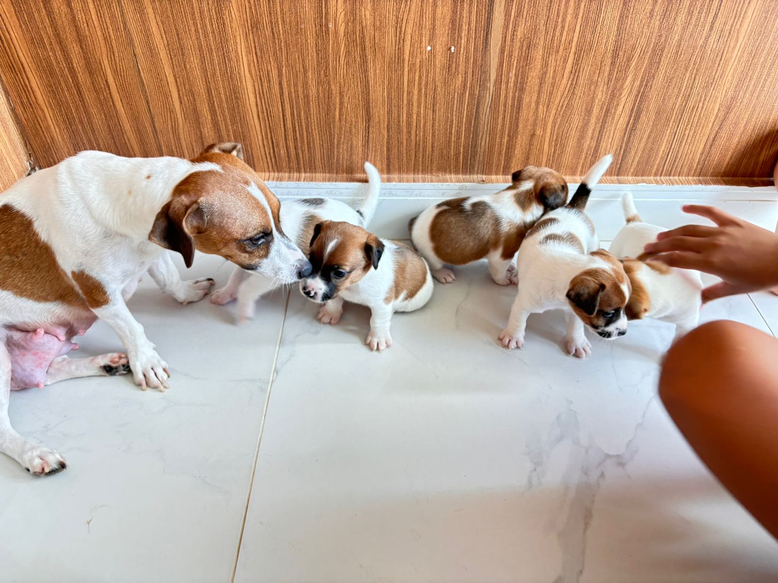 Jack Russel Terrier - Foto 1
