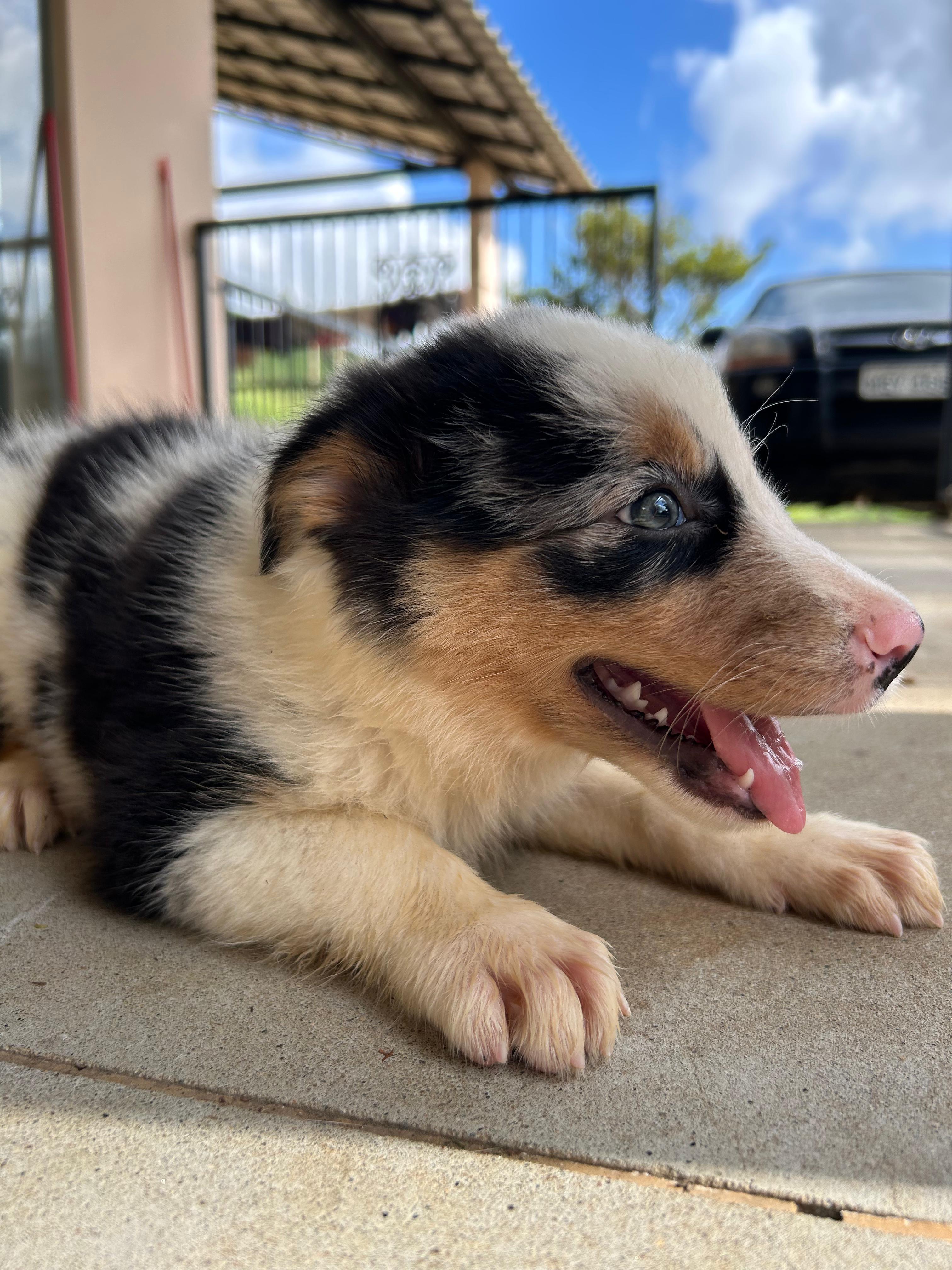 Border Collie - Foto 1