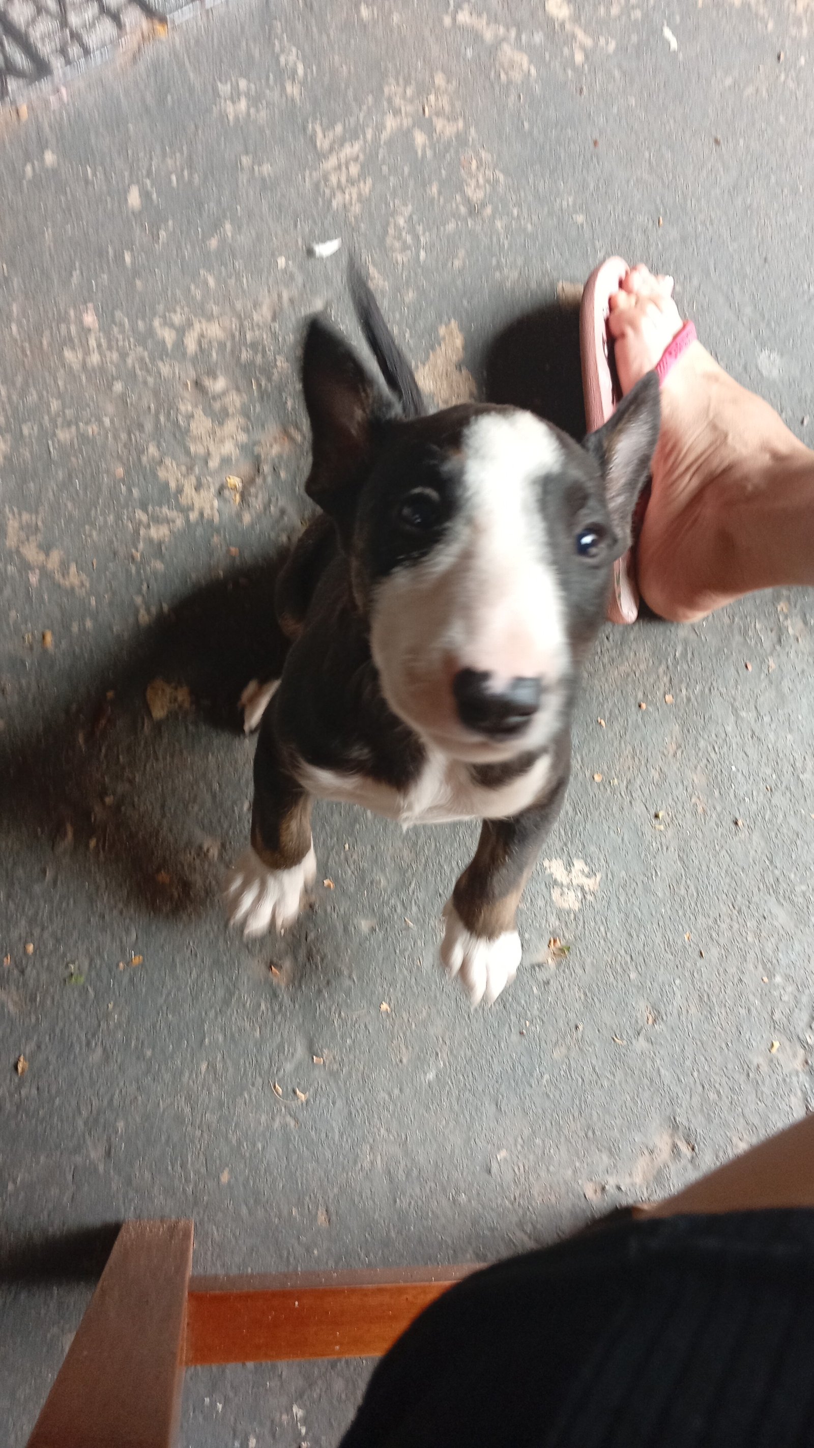 Vendo filhote de Bull terrier  - Foto 1