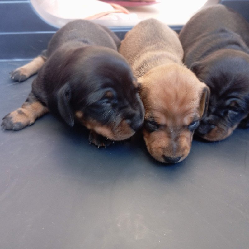Lindas filhotes de Dachshund / Teckel / Salsicha - Foto 1