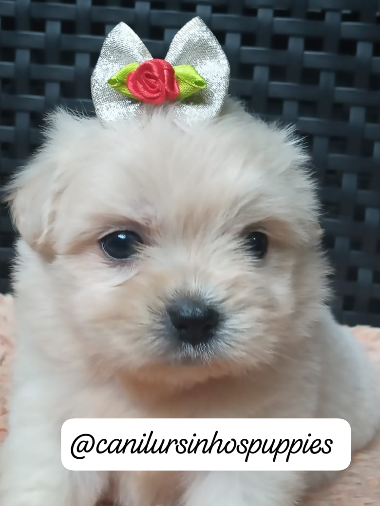 Lhasa Apso - Foto 1