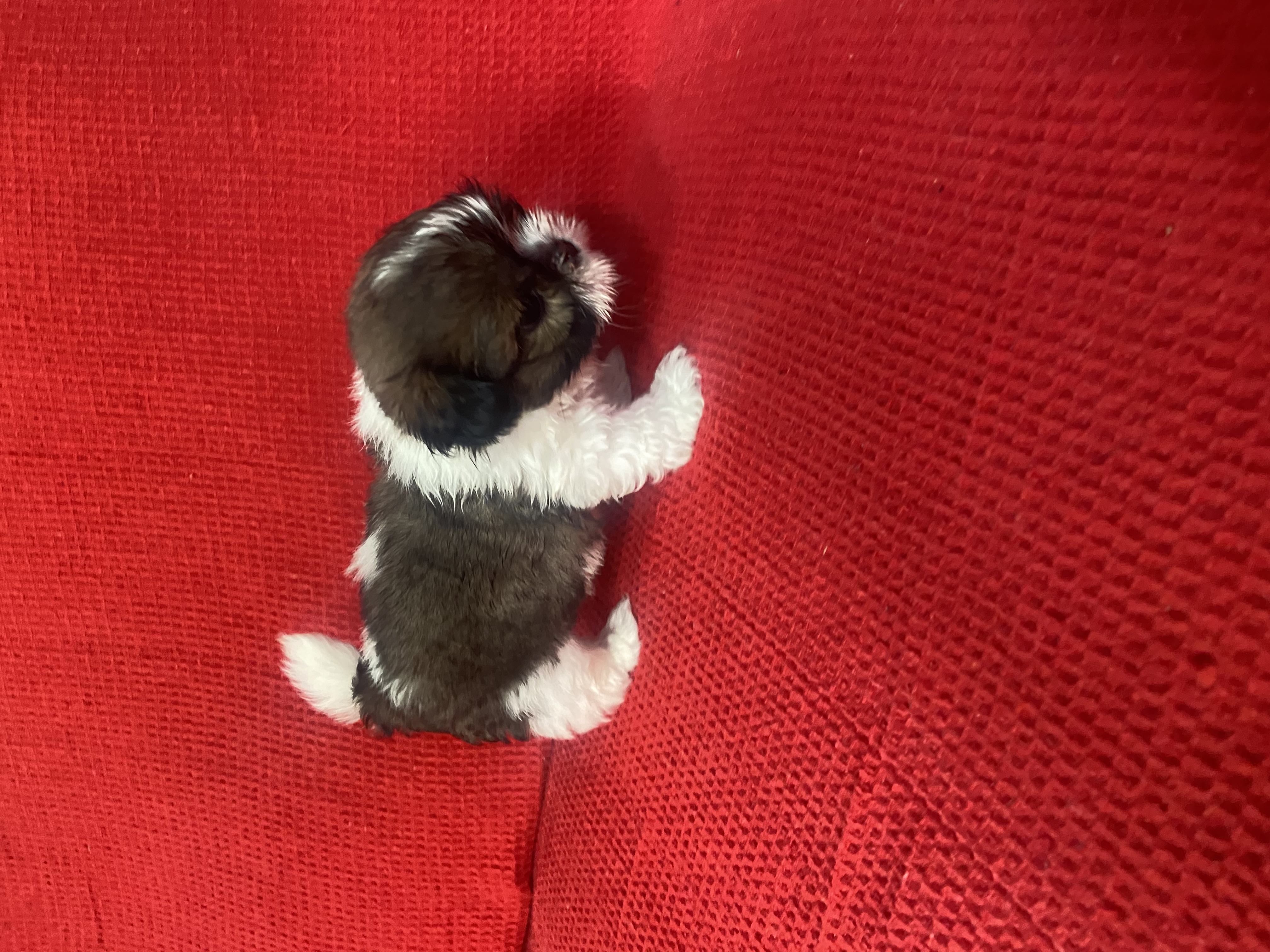 Shih Tzu - Foto 1
