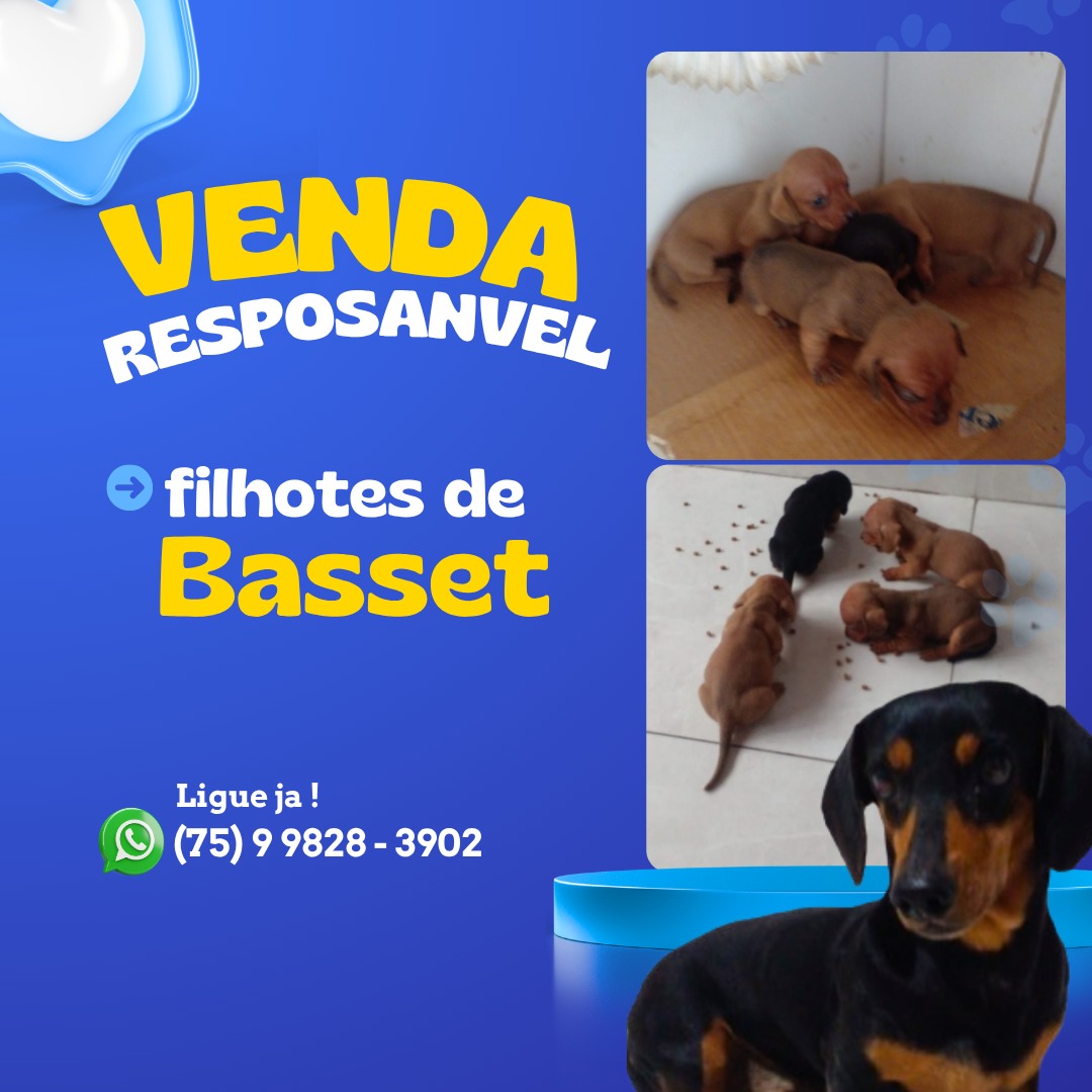 Basset Hound - Foto 1