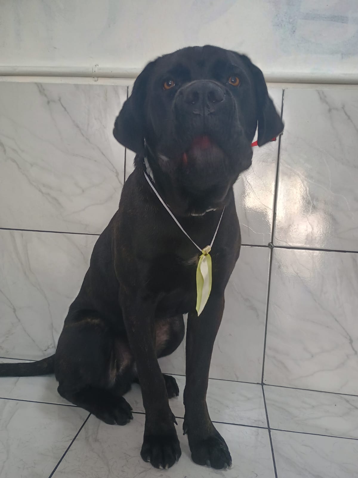 Cane corso legítimo  - Foto 1