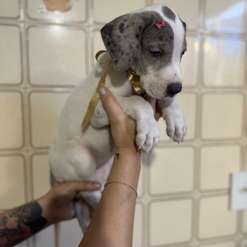 Filhote de Dog Alemão (45 dias) - Foto 4