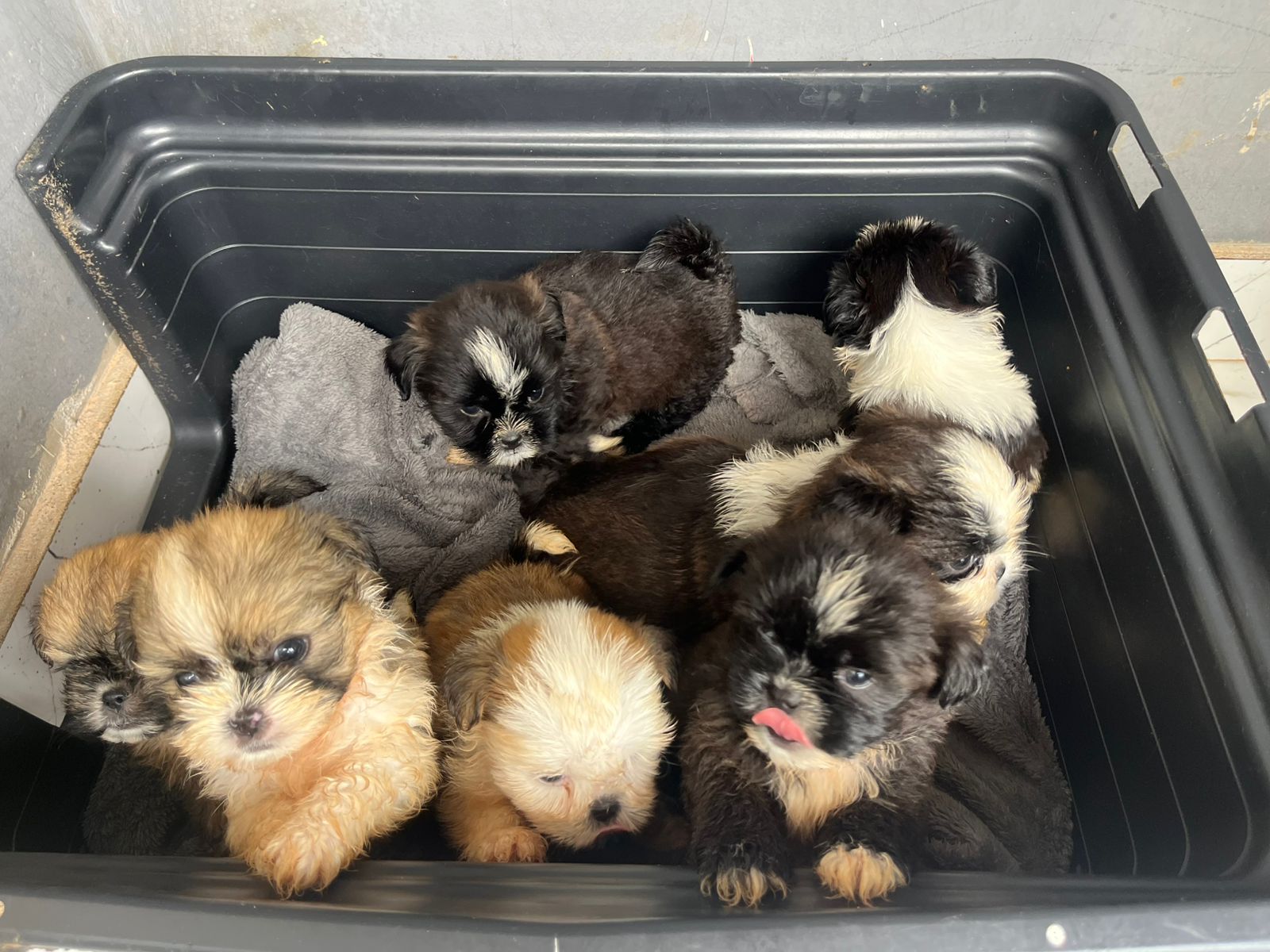 Shih tzu fêmea e macho  - Foto 3