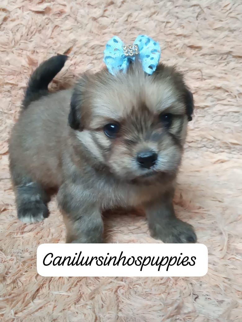 lhasa apso garanta ja o seu #canilursinhospuppies  - Foto 4