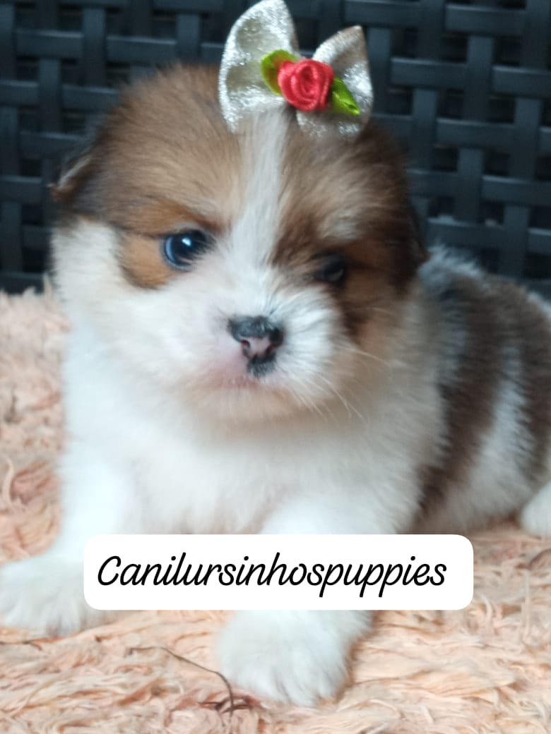 Lhasa Apso - Foto 3