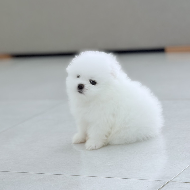 Spitz Alemão - Foto 1