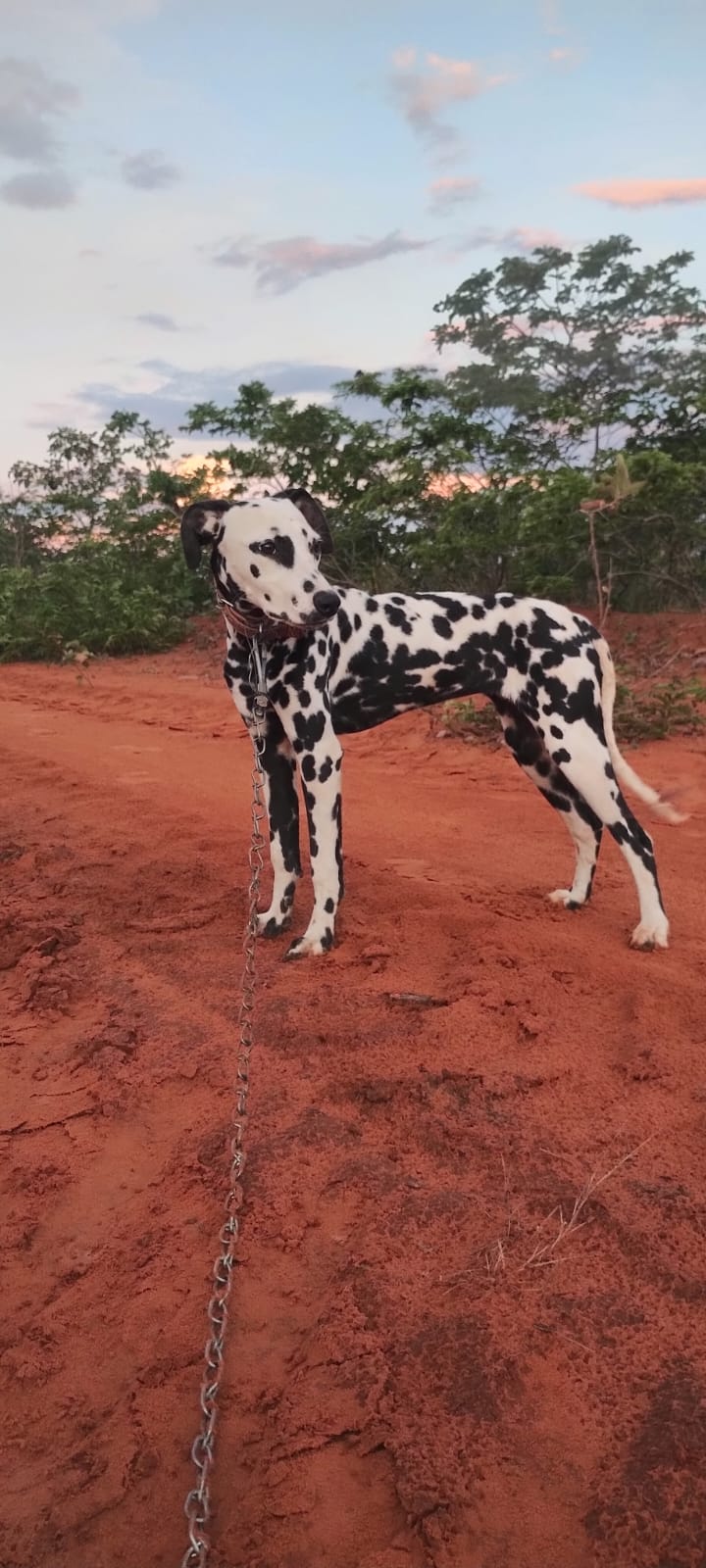 Dálmata - Foto 1