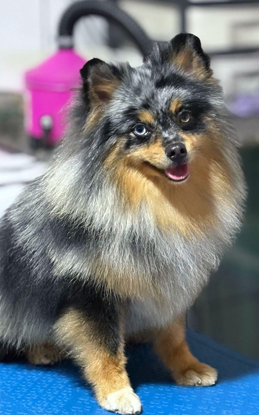 Spitz Alemão - Foto 2