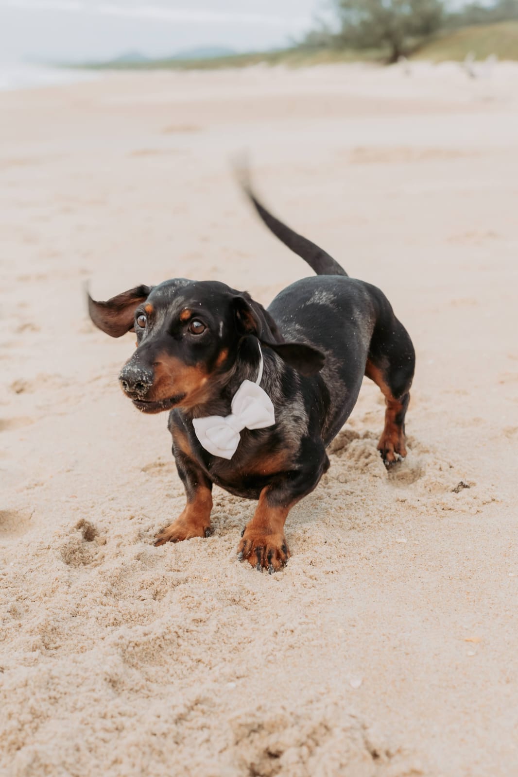 2 Lindos Filhotes Dachshund (salsicha) Vacinados e Desverminados - Foto 4
