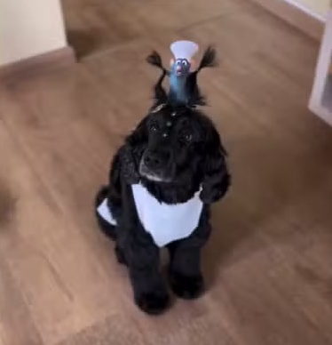 Cadela Ratatouille viraliza com penteado inusitado em creche pet de Santa Catarina
